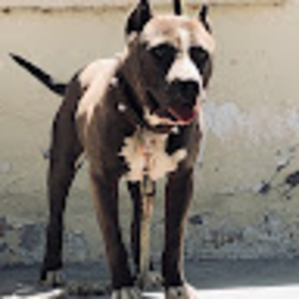 Meet your Posher, Homero